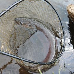 イトウを２匹キャッチ！